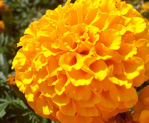 Detail Bunga Calendula Di Indonesia Nomer 51