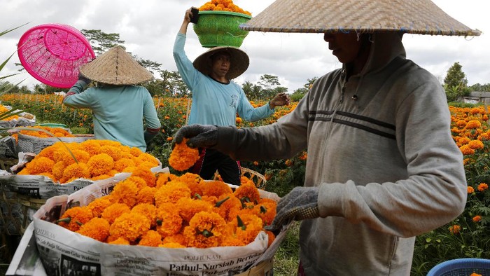 Detail Bunga Calendula Di Indonesia Nomer 52