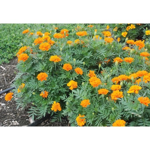 Detail Bunga Calendula Di Indonesia Nomer 54