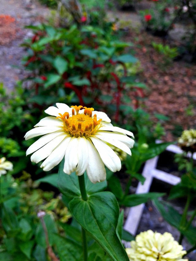 Detail Bunga Calendula Di Indonesia Nomer 7