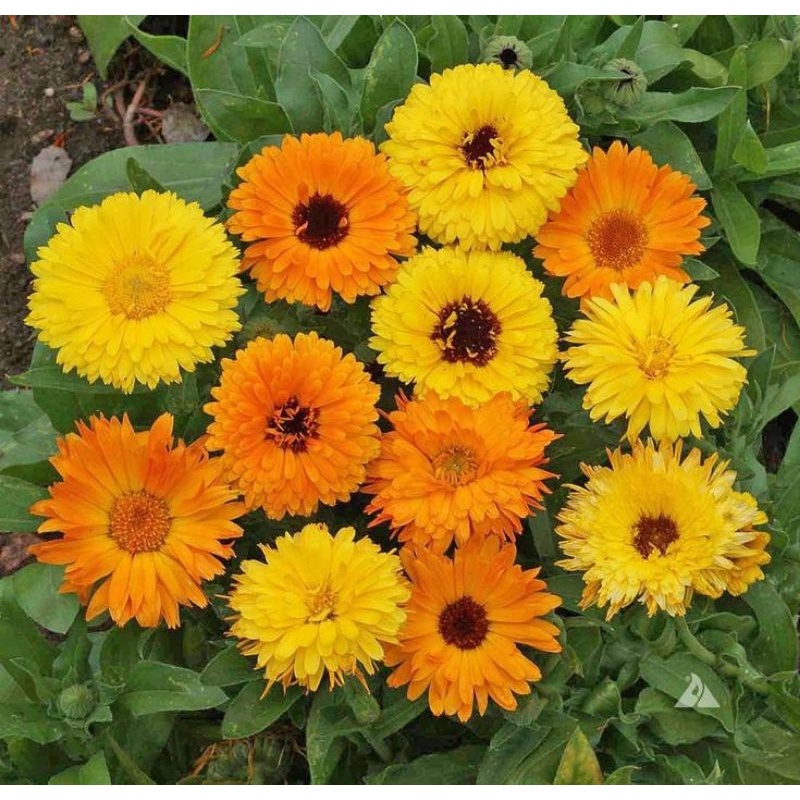 Detail Bunga Calendula Di Indonesia Nomer 8