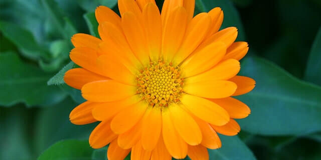 Detail Bunga Calendula Di Indonesia Nomer 9