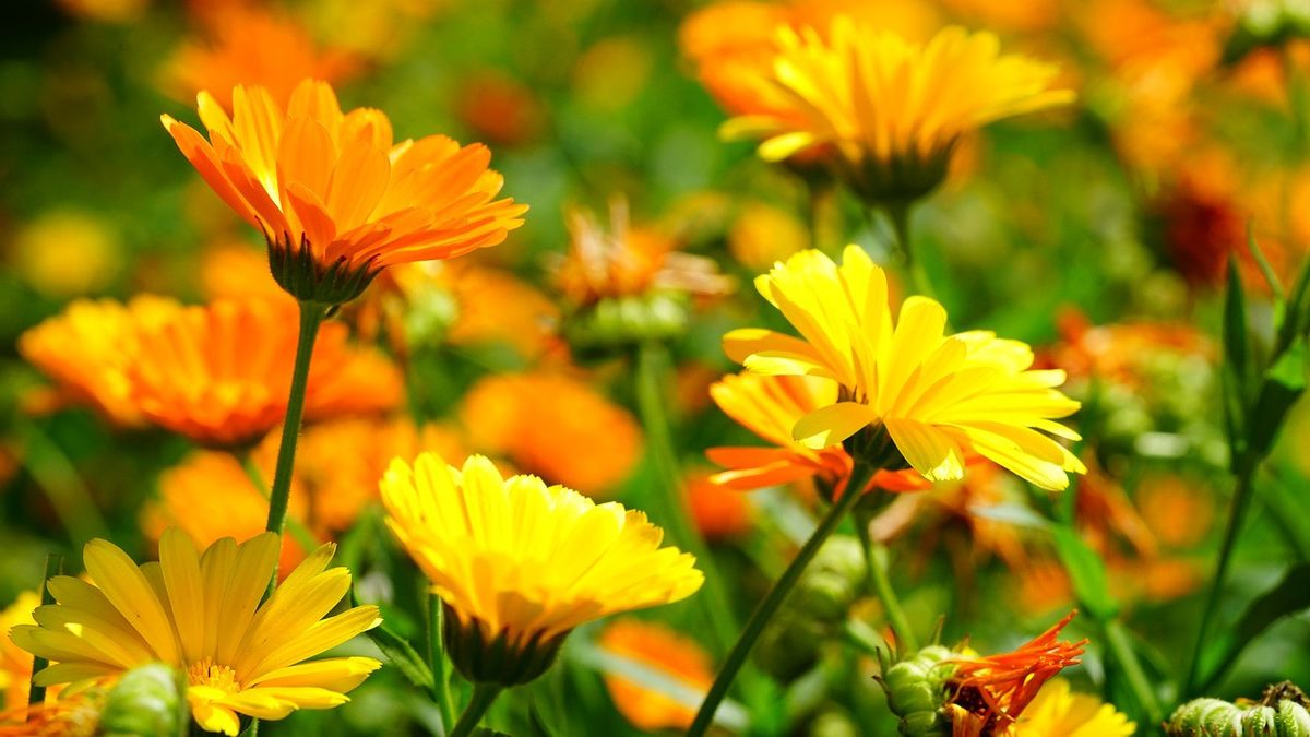 Detail Bunga Calendula Di Indonesia Nomer 10