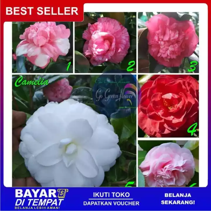 Detail Bunga Camelia Biru Nomer 28