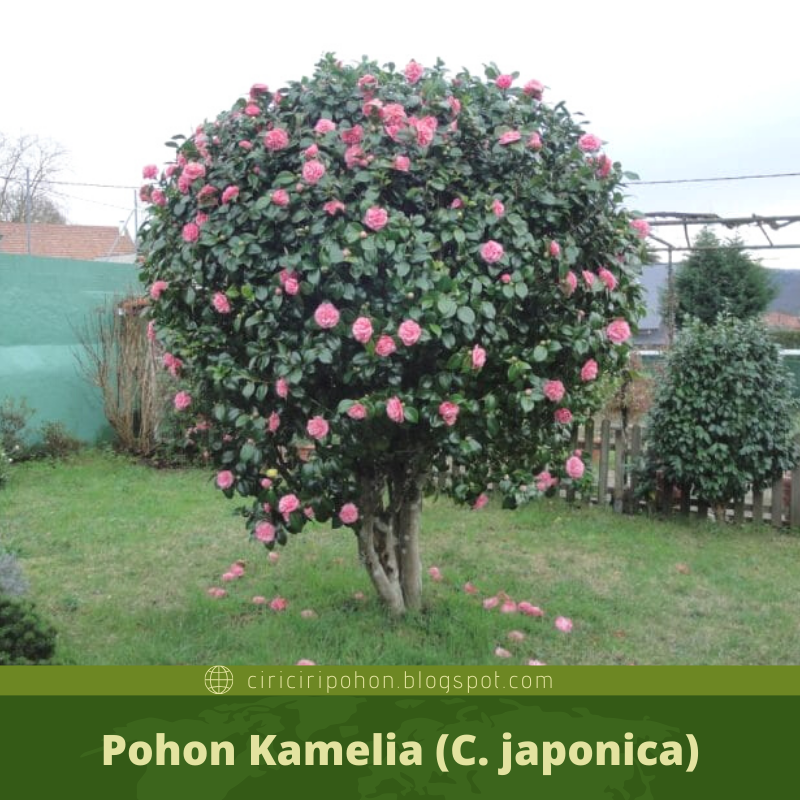 Detail Bunga Camelia Kuning Nomer 45