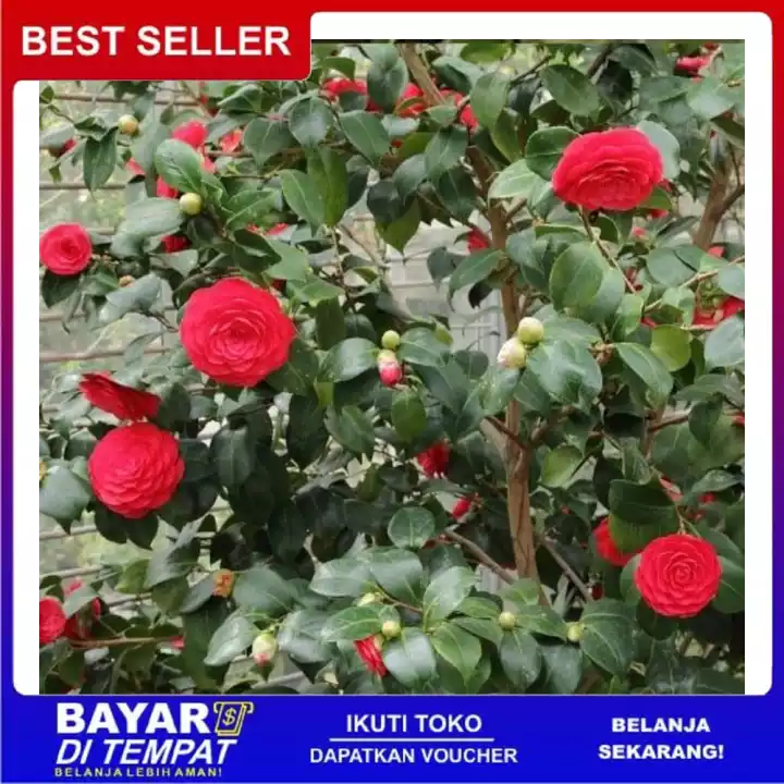 Detail Bunga Camelia Merah Nomer 44