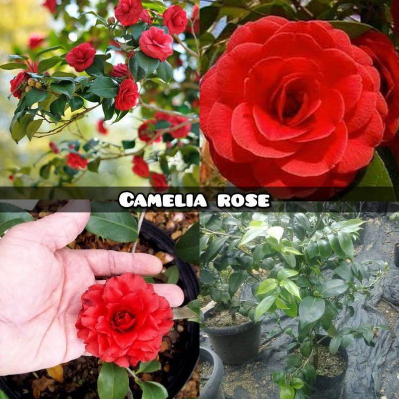 Detail Bunga Camelia Merah Nomer 53