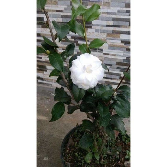 Detail Bunga Camelia Putih Nomer 19