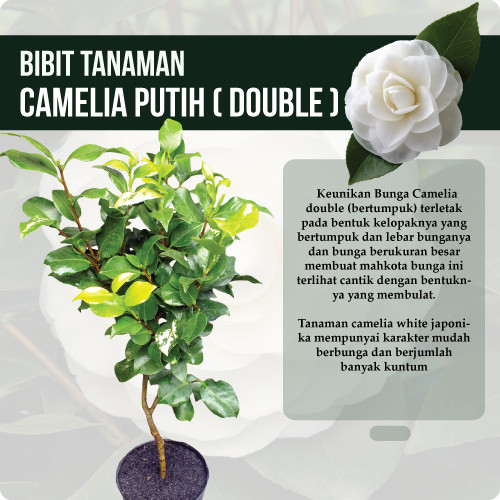 Detail Bunga Camelia Putih Nomer 23