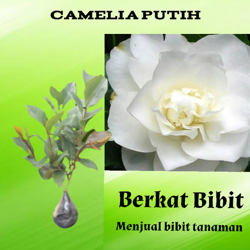 Detail Bunga Camelia Putih Nomer 29
