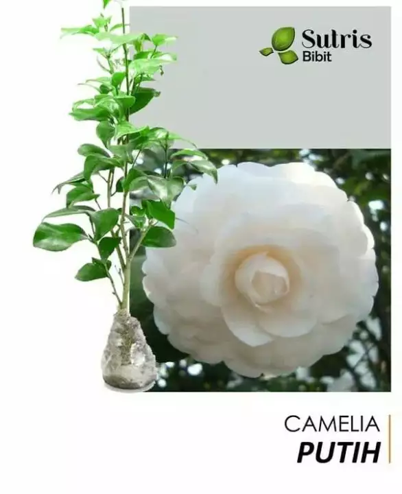 Detail Bunga Camelia Putih Nomer 30