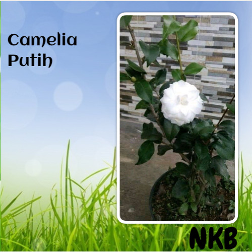 Detail Bunga Camelia Putih Nomer 39