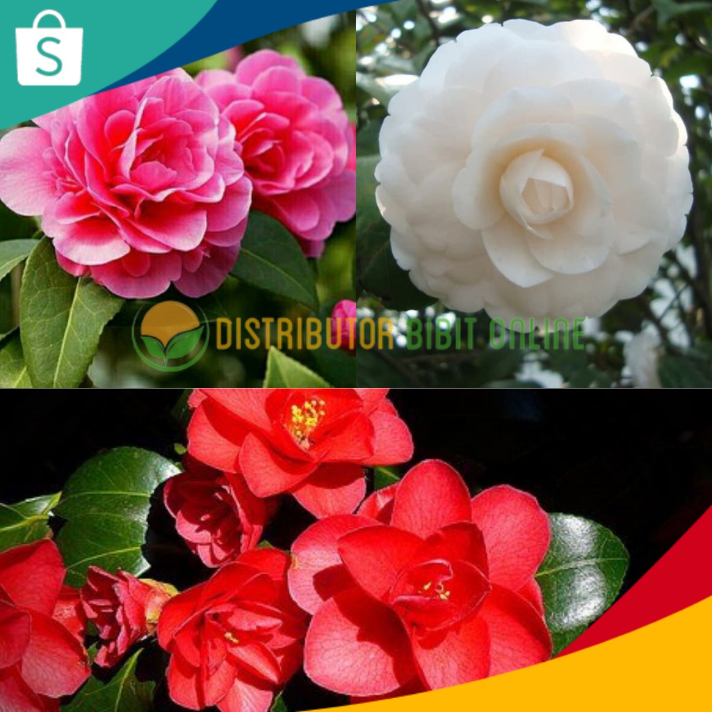 Detail Bunga Camelia Putih Nomer 45