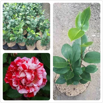 Detail Bunga Camelia Putih Nomer 53
