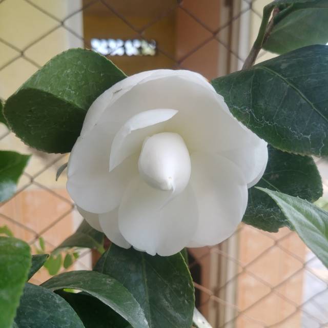 Detail Bunga Camelia Putih Nomer 9