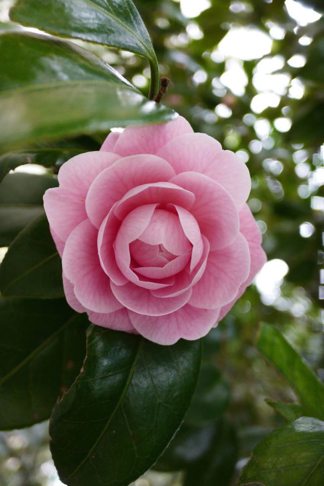 Detail Bunga Camelia Wikipedia Nomer 14