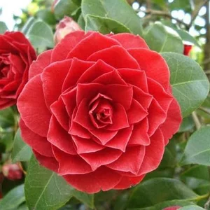 Detail Bunga Camelia Wikipedia Nomer 53