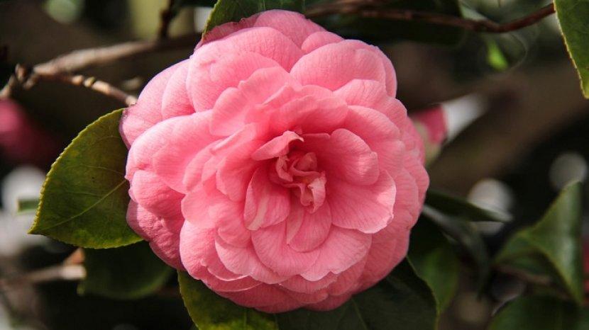 Detail Bunga Camelia Wikipedia Nomer 56