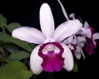 Detail Bunga Cattleya Colombia Nomer 54