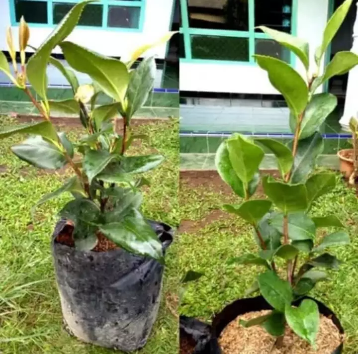 Detail Bunga Cempaka Merah Nomer 34