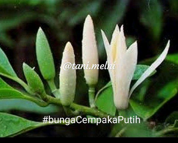 Detail Bunga Cempaka Putih Nomer 20
