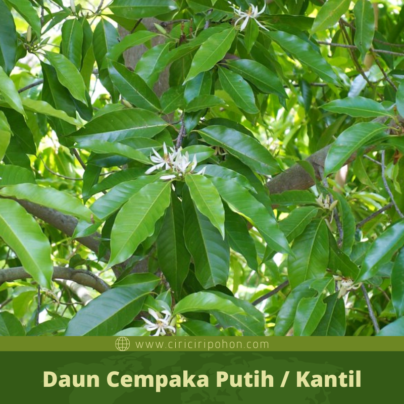 Detail Bunga Cempaka Putih Nomer 39