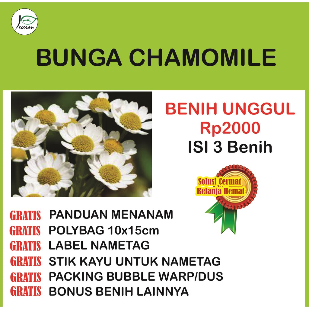 Detail Bunga Chamomile Di Indonesia Nomer 56