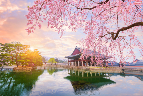 Detail Bunga Cherry Blossom Di Korea Nomer 2
