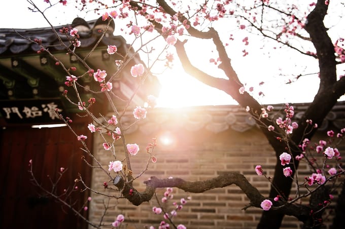 Download Bunga Cherry Blossom Di Korea Nomer 11