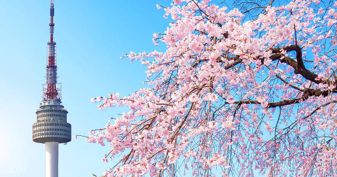 Detail Bunga Cherry Blossom Di Korea Nomer 13