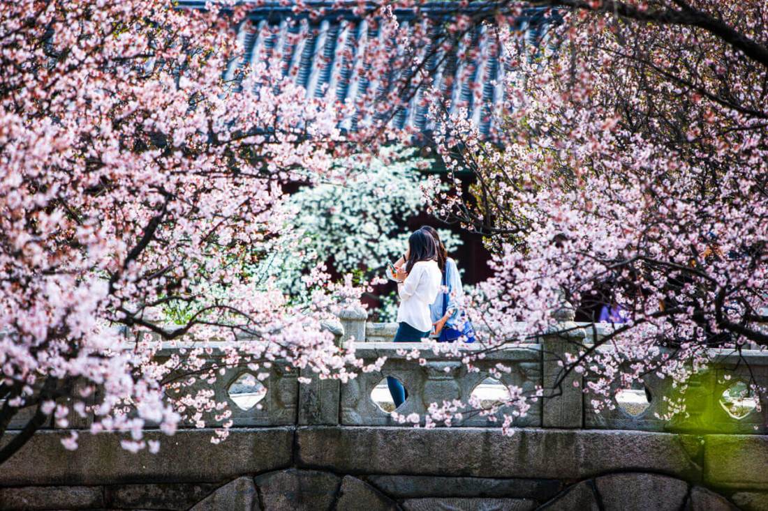 Download Bunga Cherry Blossom Di Korea Nomer 17