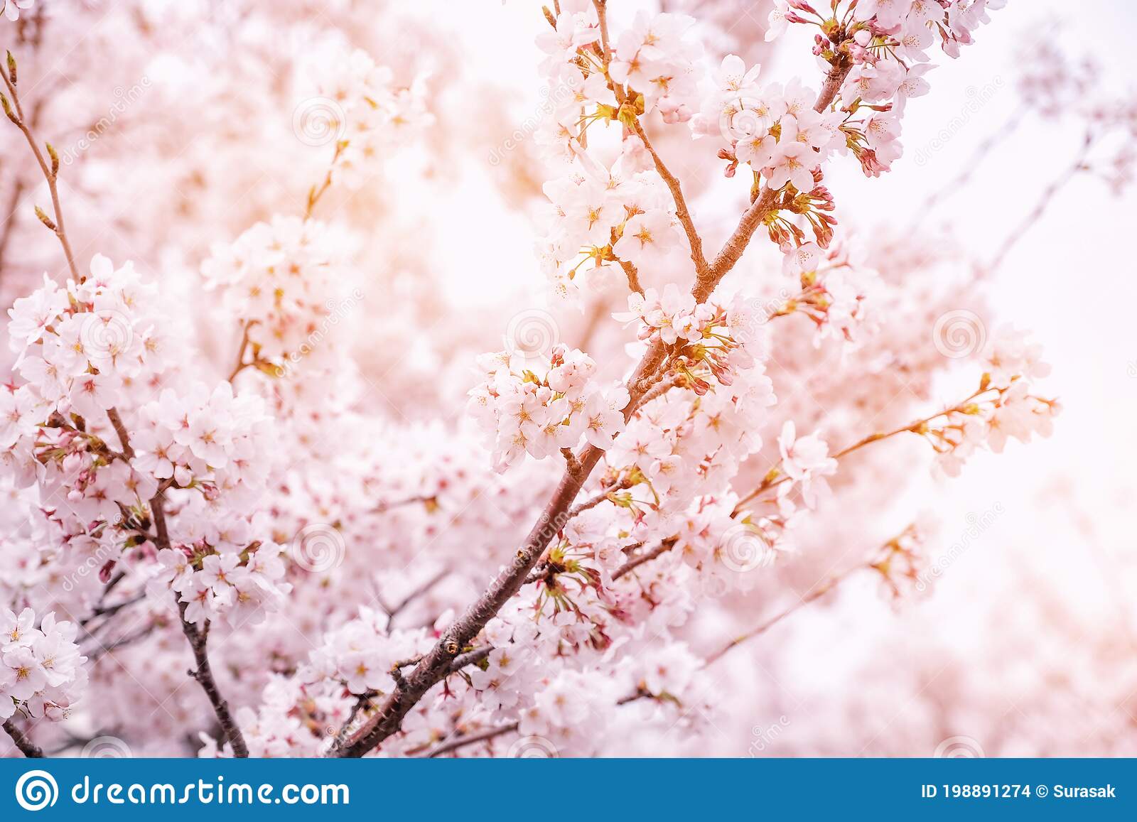 Detail Bunga Cherry Blossom Di Korea Nomer 18