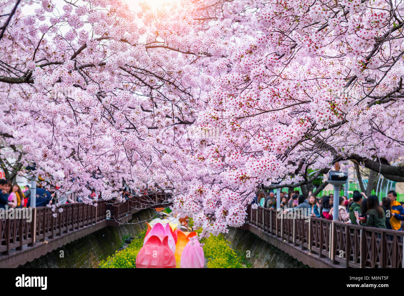 Detail Bunga Cherry Blossom Di Korea Nomer 19