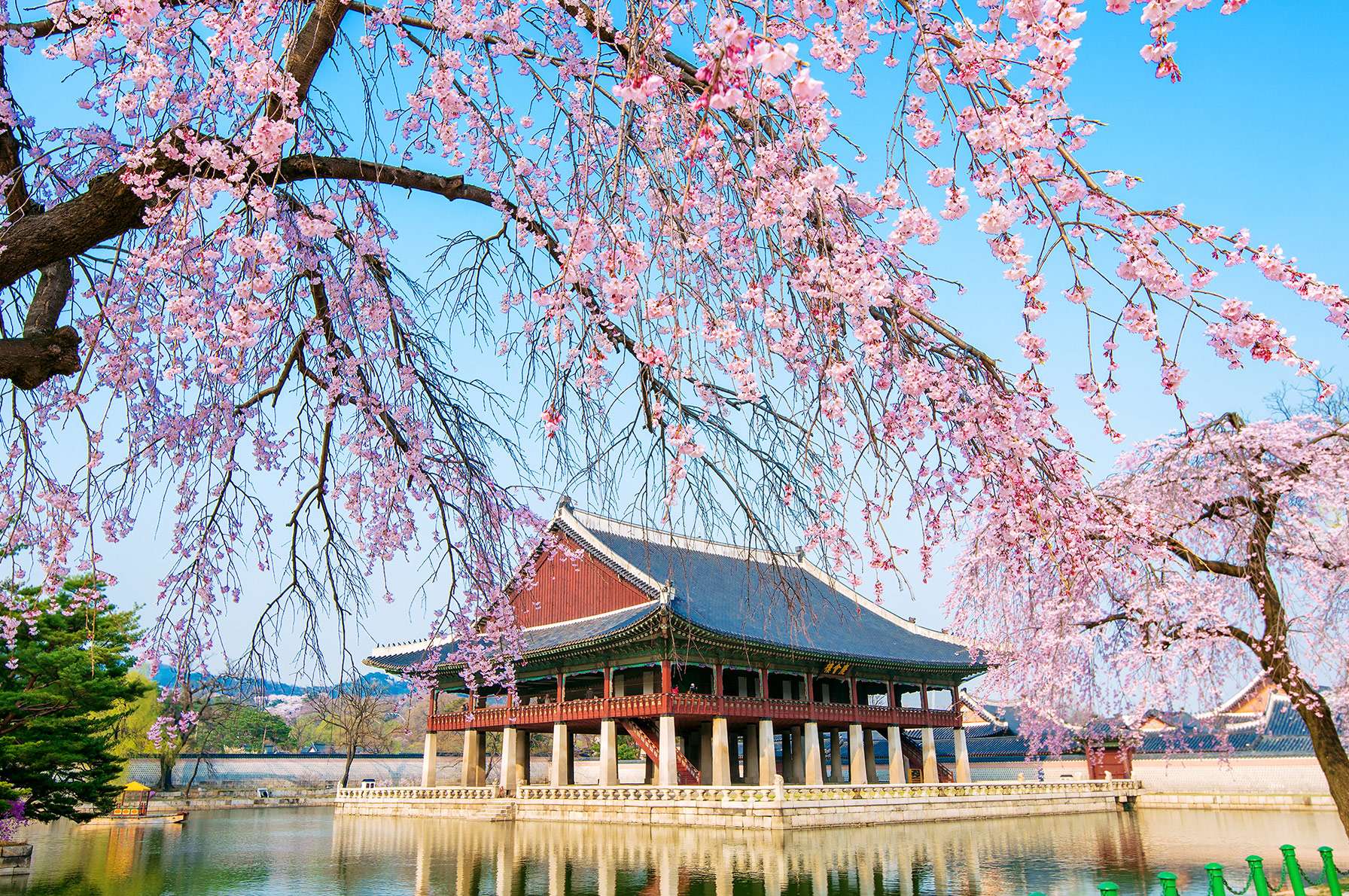 Detail Bunga Cherry Blossom Di Korea Nomer 3