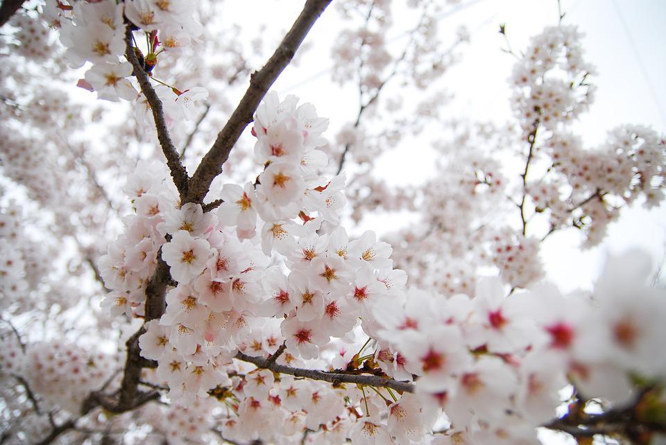 Detail Bunga Cherry Blossom Di Korea Nomer 25