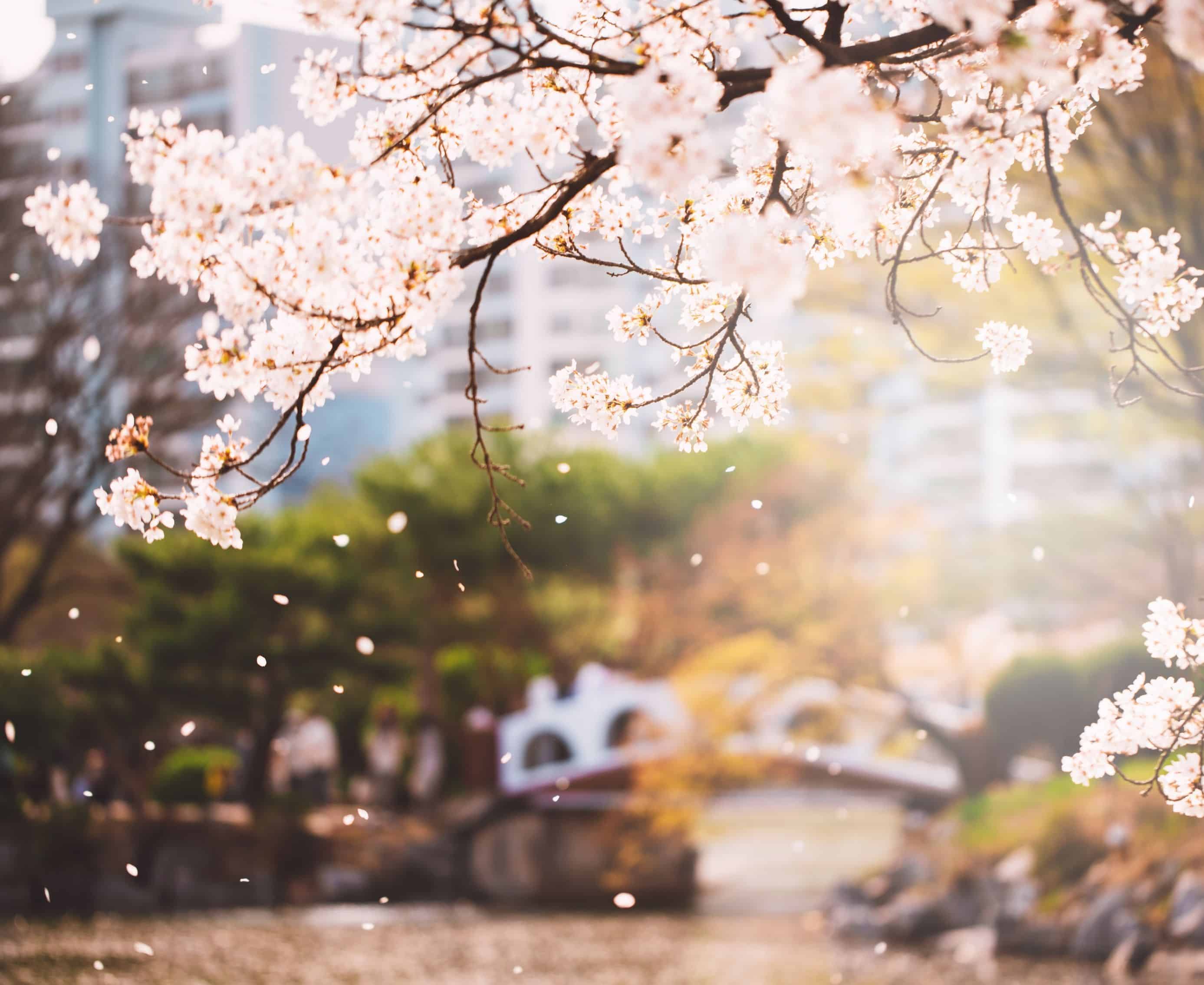 Download Bunga Cherry Blossom Di Korea Nomer 30