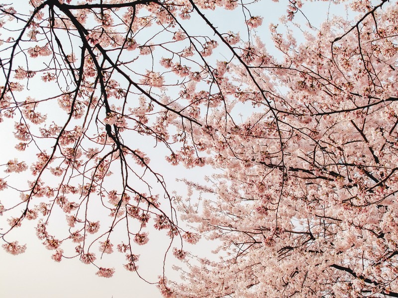 Detail Bunga Cherry Blossom Di Korea Nomer 36