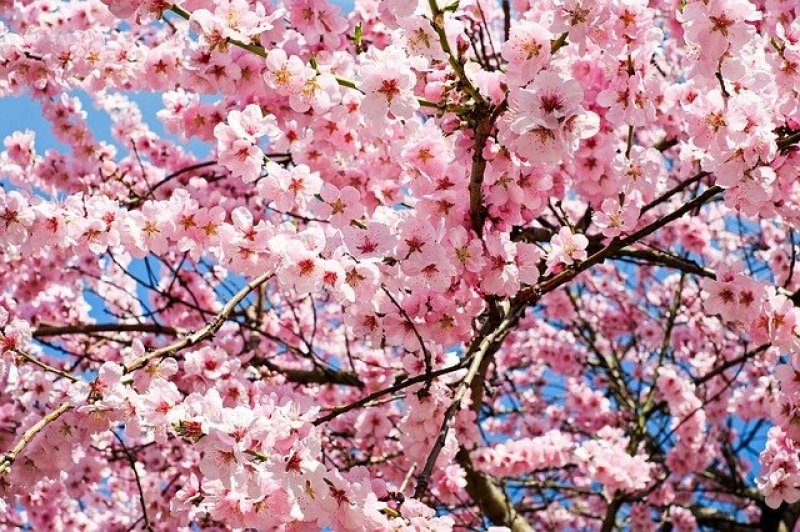 Detail Bunga Cherry Blossom Di Korea Nomer 5