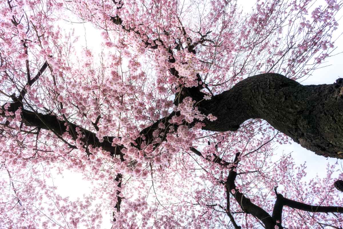 Download Bunga Cherry Blossom Di Korea Nomer 45