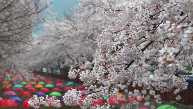 Detail Bunga Cherry Blossom Di Korea Nomer 47
