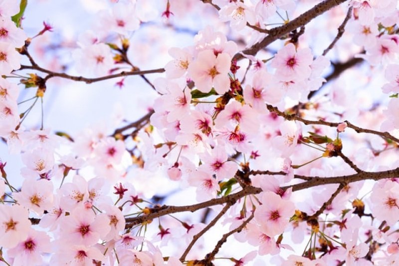 Detail Bunga Cherry Blossom Di Korea Nomer 8