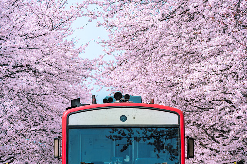 Detail Bunga Cherry Blossom Di Korea Nomer 9