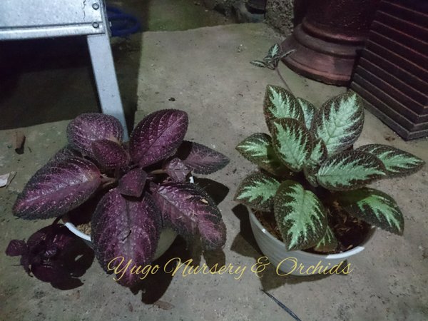 Detail Bunga Cinta Abadi Nomer 17