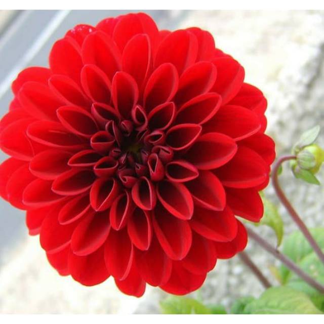 Bunga Dahlia Merah - KibrisPDR