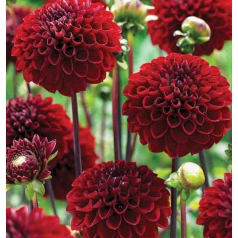 Detail Bunga Dahlia Merah Nomer 14