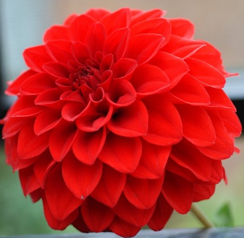 Detail Bunga Dahlia Merah Nomer 3