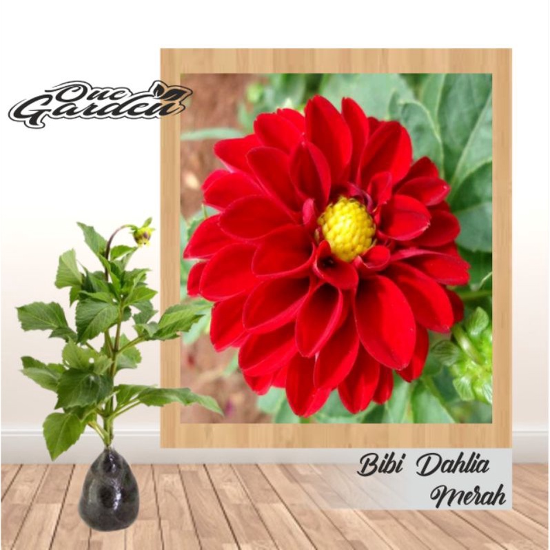 Detail Bunga Dahlia Merah Nomer 22