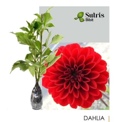 Detail Bunga Dahlia Merah Nomer 29