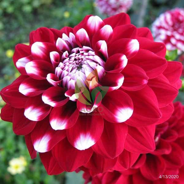 Detail Bunga Dahlia Merah Nomer 4