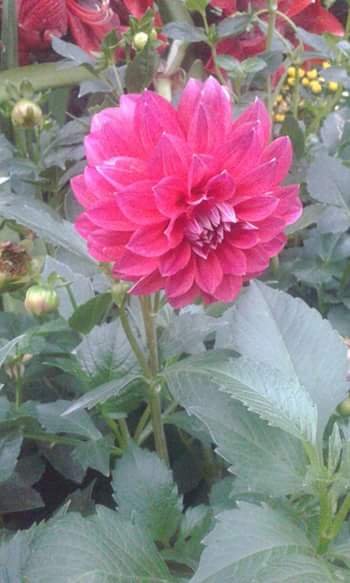 Detail Bunga Dahlia Merah Nomer 33